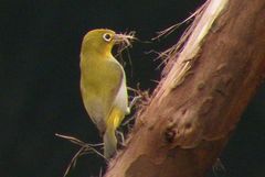 Zosterops abyssinicus