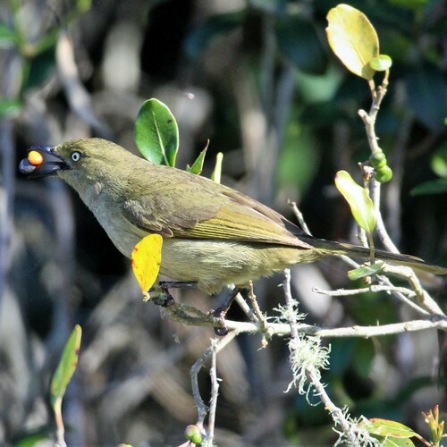 Southern Sombre Greenbul