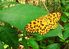 Epobeidia tigrata tigrata