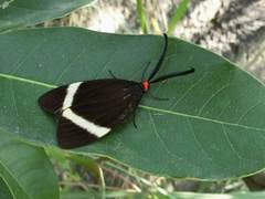 Pidorus