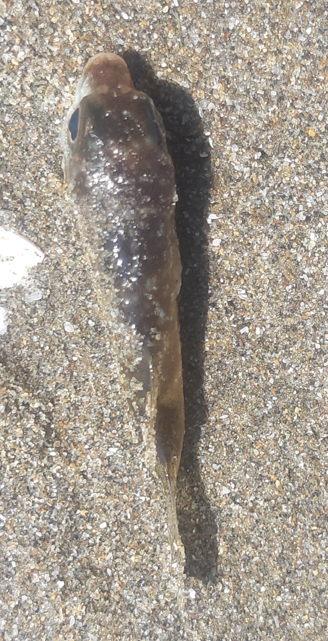 Pygmy Puffer photo 3