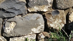 Ptyodactylus puiseuxi