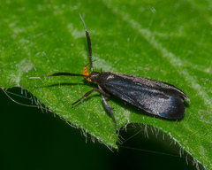 Dichomeris nonstrigella