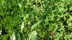 Urtica pilulifera