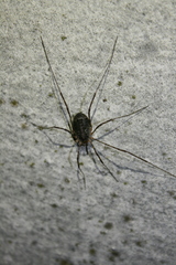 Lacinius dentiger