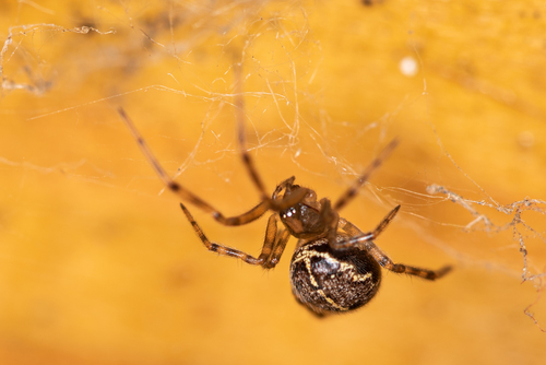 Schorssteatoda, Семион, Рязанская обл., Россия, 391232, photo 9 of 10