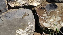 Ptyodactylus puiseuxi
