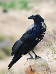 Corvus rhipidurus