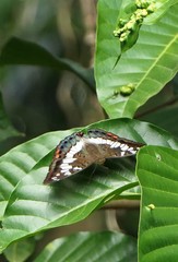 Euthalia adonia pinwilli