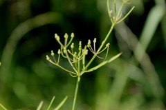 Cynosciadium digitatum