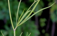 Cynosciadium digitatum