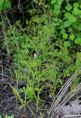 Cynosciadium digitatum