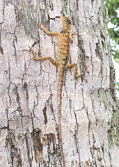 Calotes versicolor