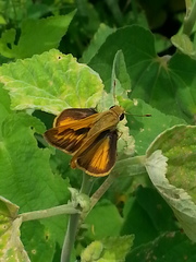 Polites vibex praeceps