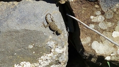 Ptyodactylus puiseuxi