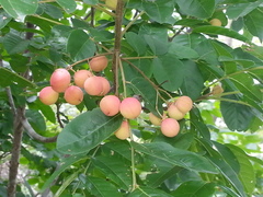 Cupania