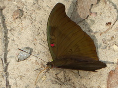Dophla evelina