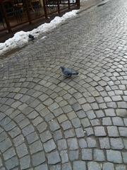 Columba livia domestica