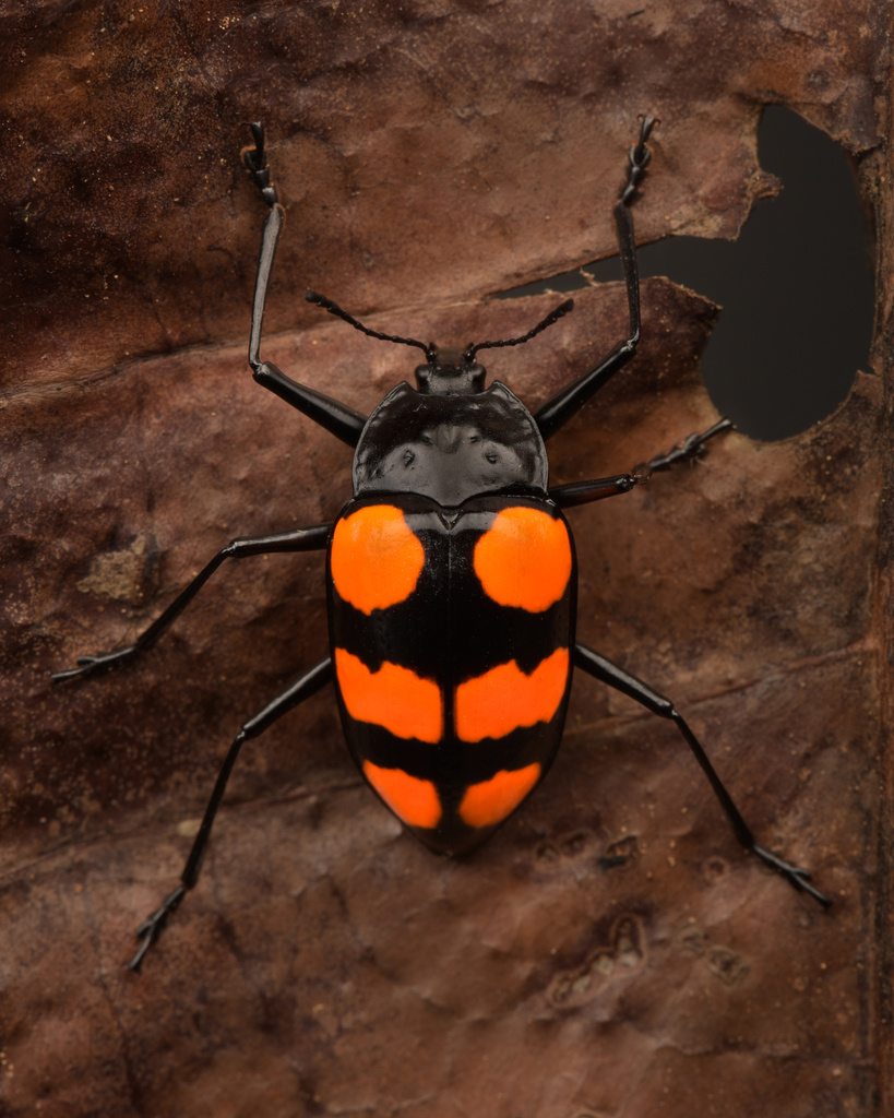 Scaphidomorphus bosci