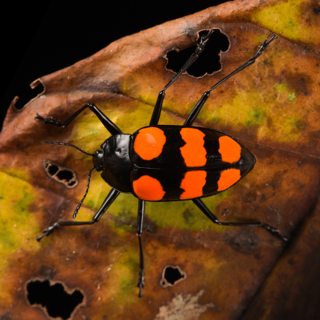 Scaphidomorphus