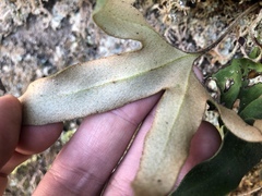 Pyrrosia polydactylos