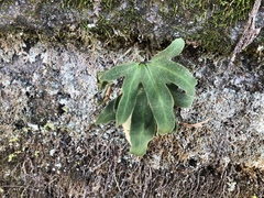 Pyrrosia polydactylos