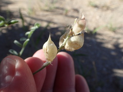 Astragalus magdalenae