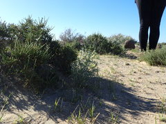 Astragalus magdalenae