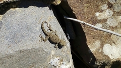 Ptyodactylus puiseuxi