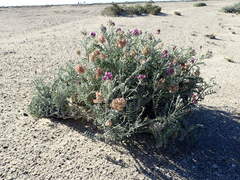 Astragalus magdalenae