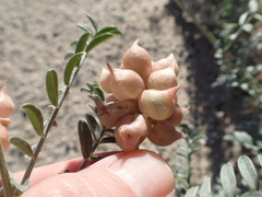Astragalus magdalenae