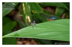 Argia oculata