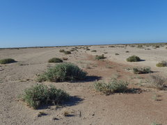 Astragalus magdalenae