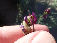 Astragalus magdalenae