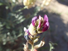 Astragalus magdalenae