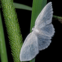 Cabera variolaria
