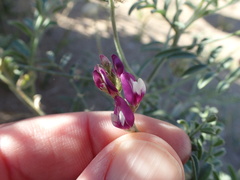 Astragalus magdalenae