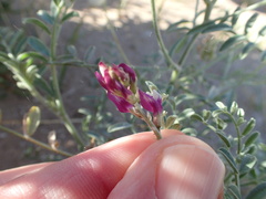 Astragalus magdalenae