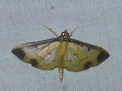 Eulepte gastralis