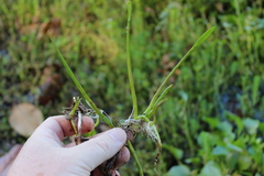 Lilaeopsis carolinensis