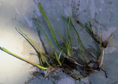 Lilaeopsis carolinensis