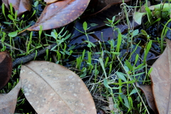 Lilaeopsis carolinensis