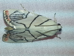 Dichogama colotha