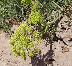 Crithmum maritimum image