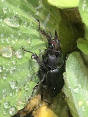 Lucanus placidus