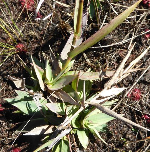 erectleaf panicgrass (Dichanthelium erectifolium)