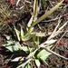Erectleaf Panicgrass - Photo (c) Edwin Bridges, some rights reserved (CC BY-NC), uploaded by Edwin Bridges