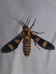 Syntomeida hampsonii