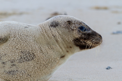 Foca pía (Pagophilus groenlandicus)