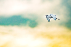 Ardea alba